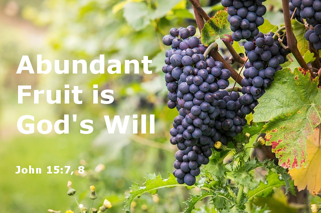 Abundant Fruit - Grapes